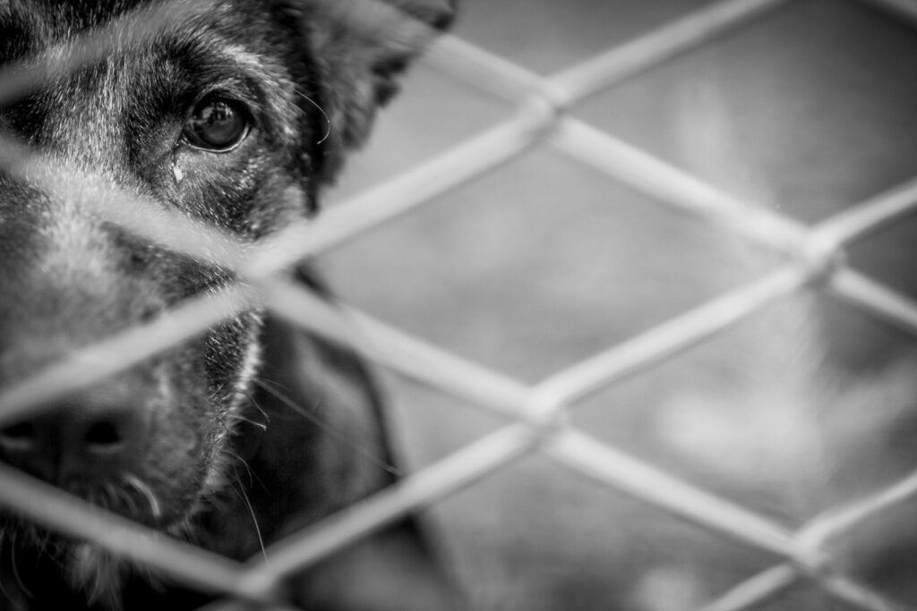 Sistema de responsabilização de crimes contra animais: o Direito Penal brasileiro está preparado para enfrentar a crueldade?
