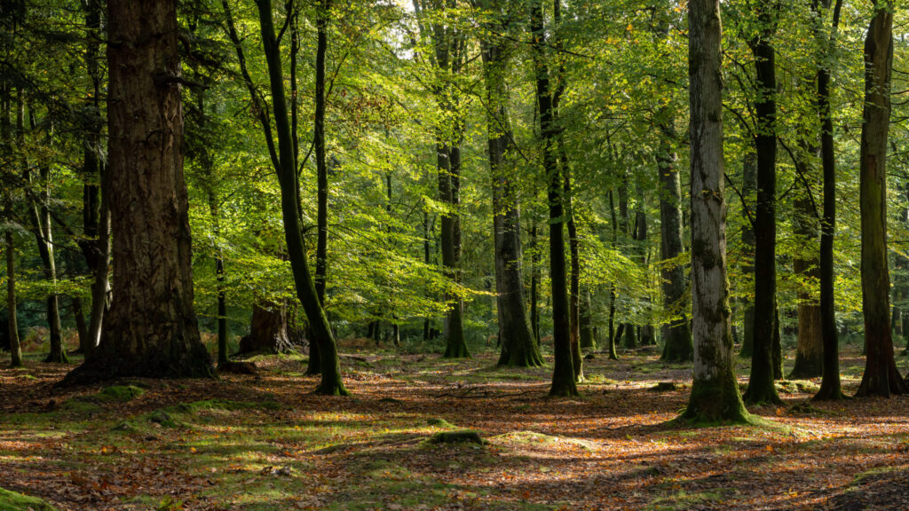 Tropical Forests Forever Facility (TFFF): the new global fund to finance the preservation of tropical forests.
